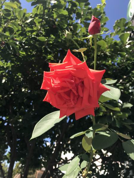 39 首页-BB贝博艾弗森公司官网